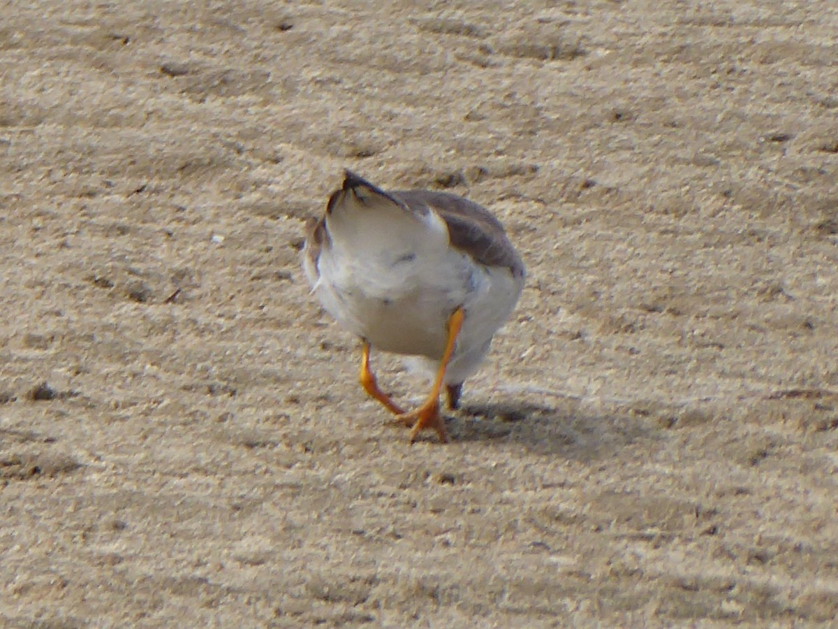 Semipalmated Plover - ML180783461