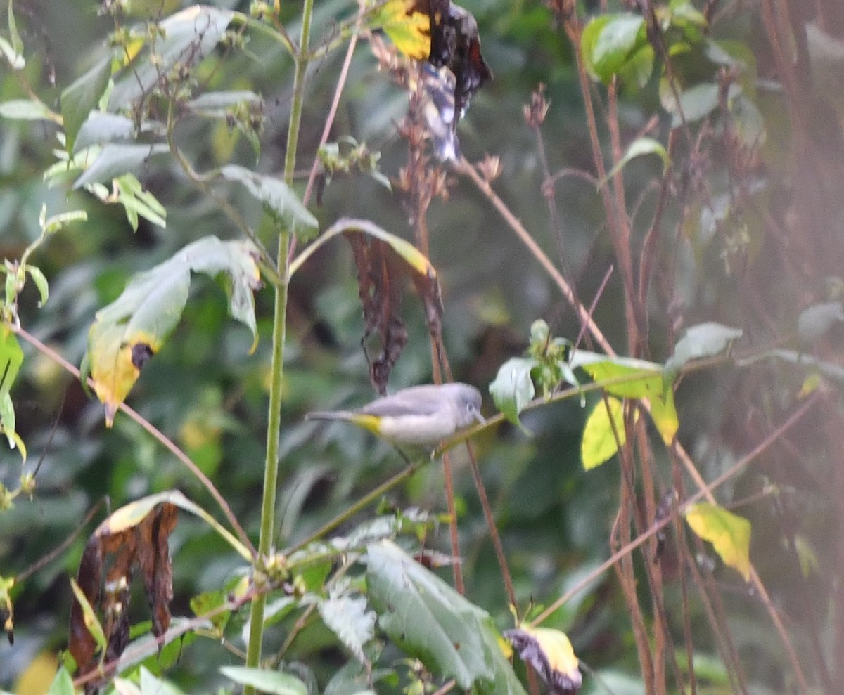 Virginia's Warbler - Dean Turley