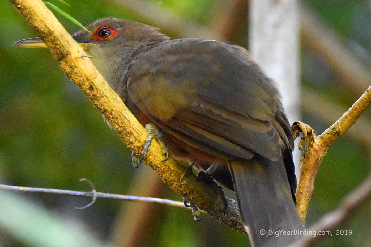 Puerto Rican Lizard-Cuckoo - Ethan Whitaker