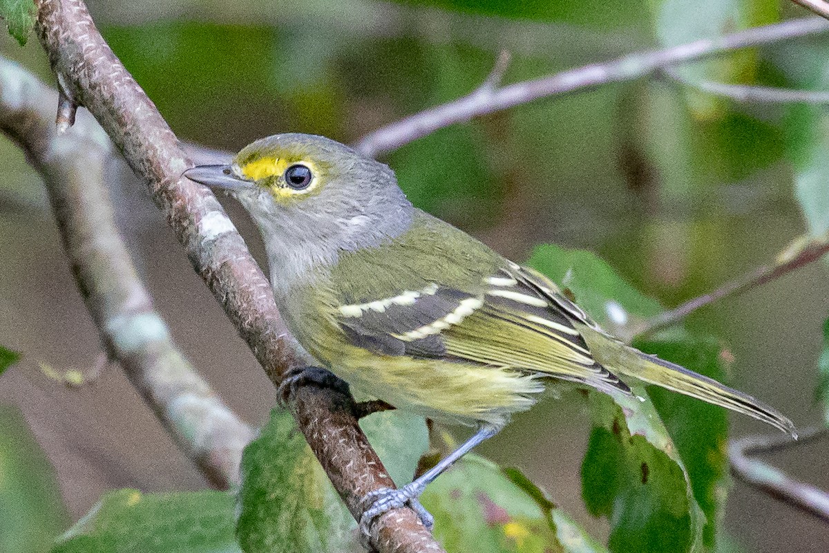 White-eyed Vireo - ML180783851