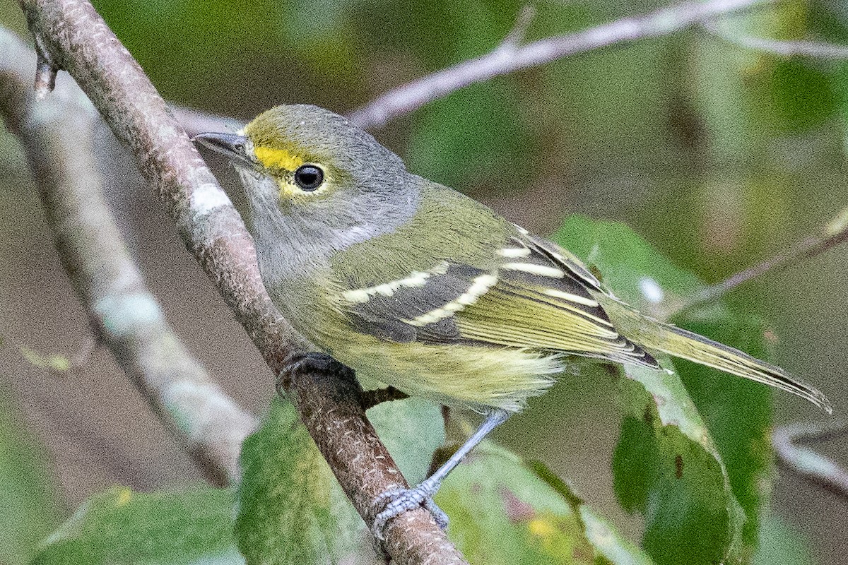 White-eyed Vireo - ML180783861