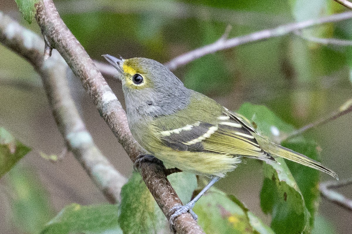 White-eyed Vireo - ML180783871