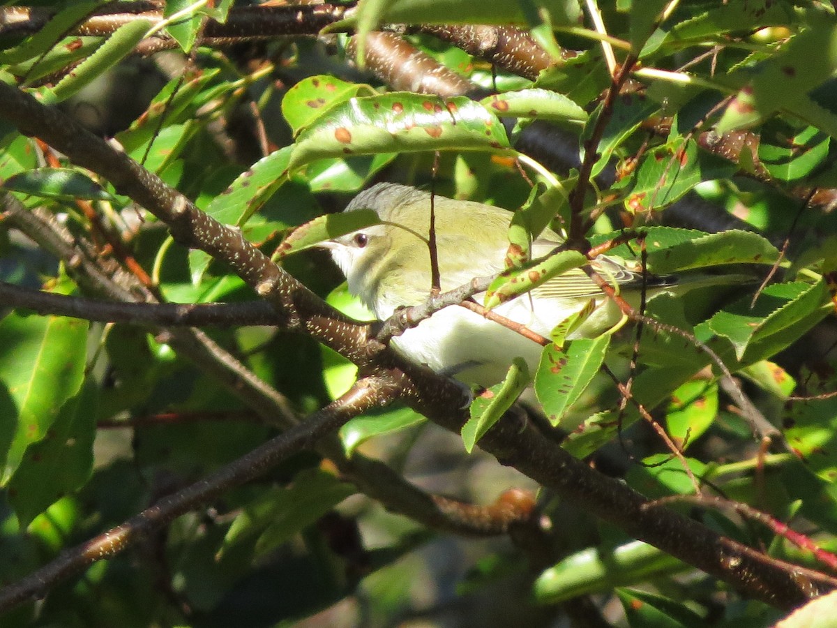 Red-eyed Vireo - ML180784211