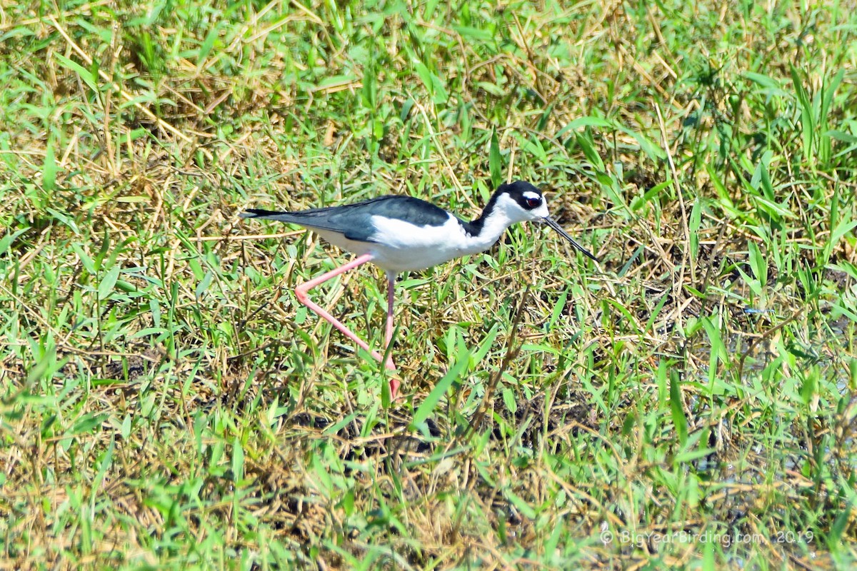 Schwarznacken-Stelzenläufer - ML180784301