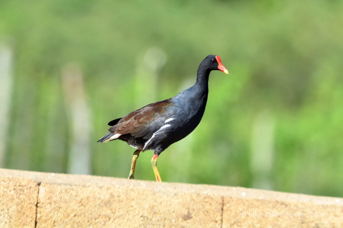 Common Gallinule - ML180784321