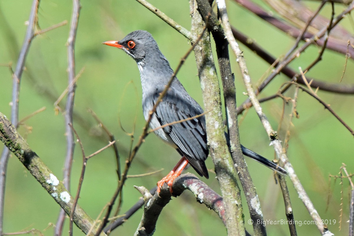 Red-legged Thrush - ML180784851