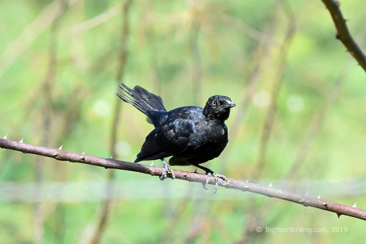 Greater Antillean Grackle - ML180785121