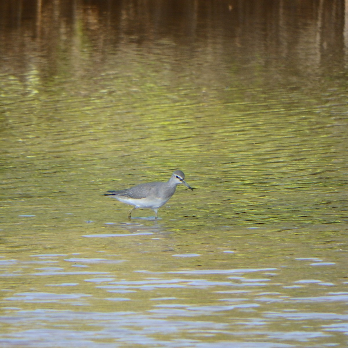 Gray-tailed Tattler - ML180785241