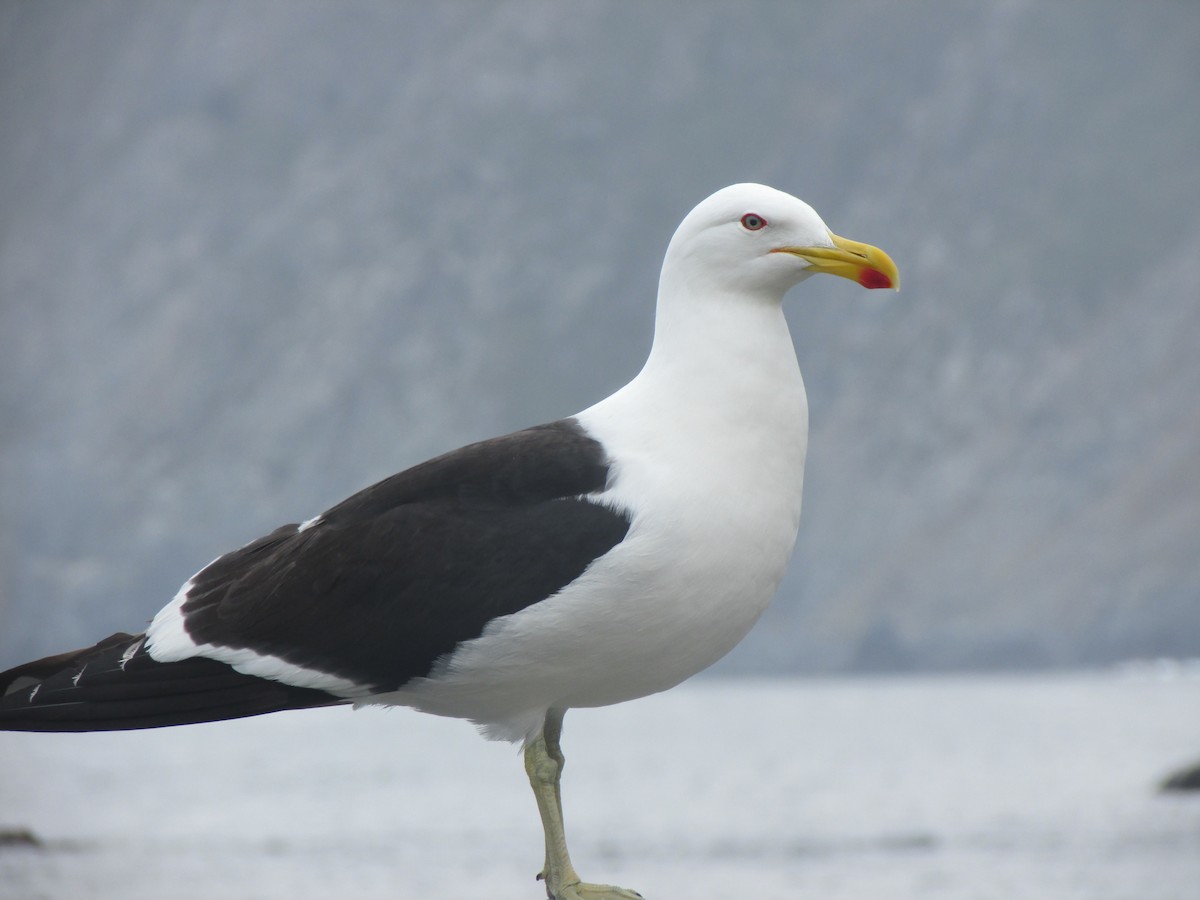 Kelp Gull - Nelson Contardo