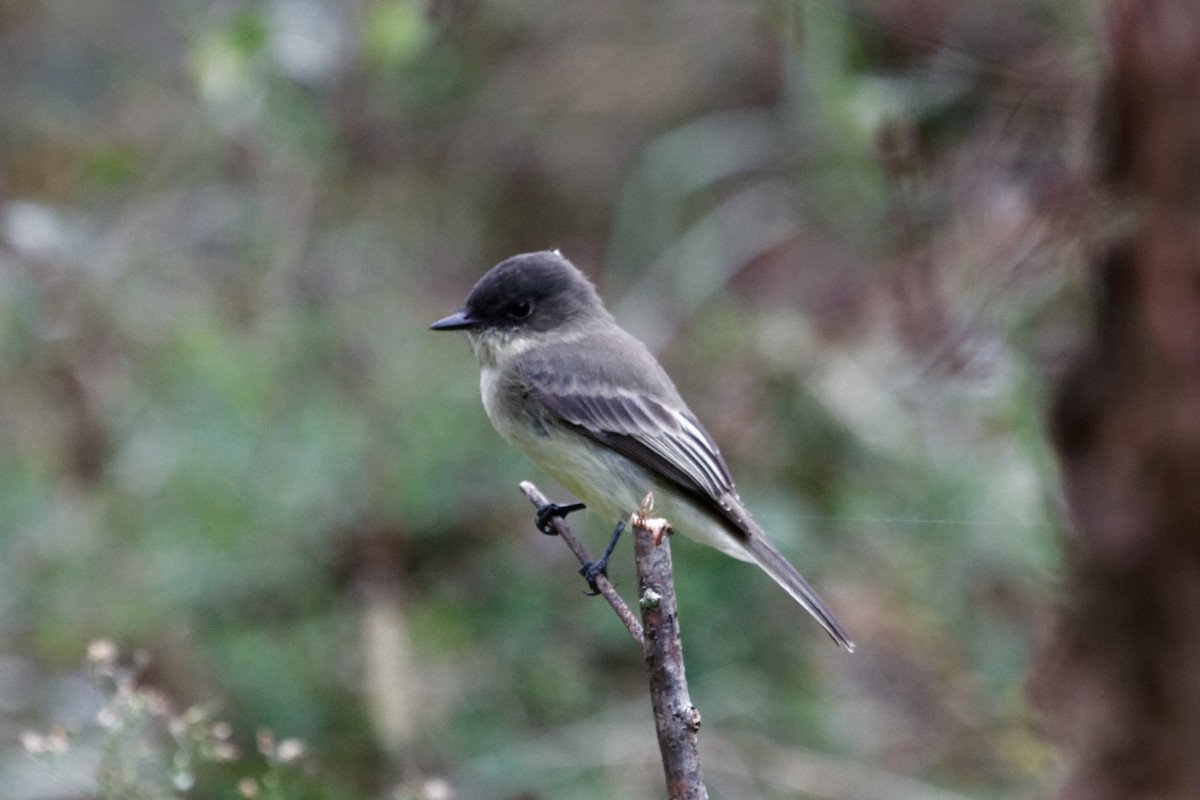 Eastern Phoebe - ML180787631