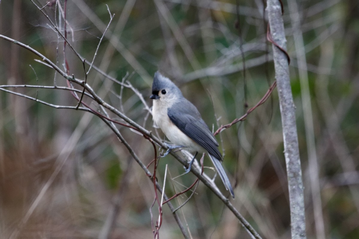 Tufted Titmouse - ML180787691