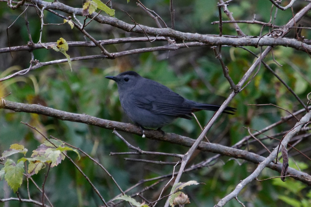 Gray Catbird - Dillon  Freiburger