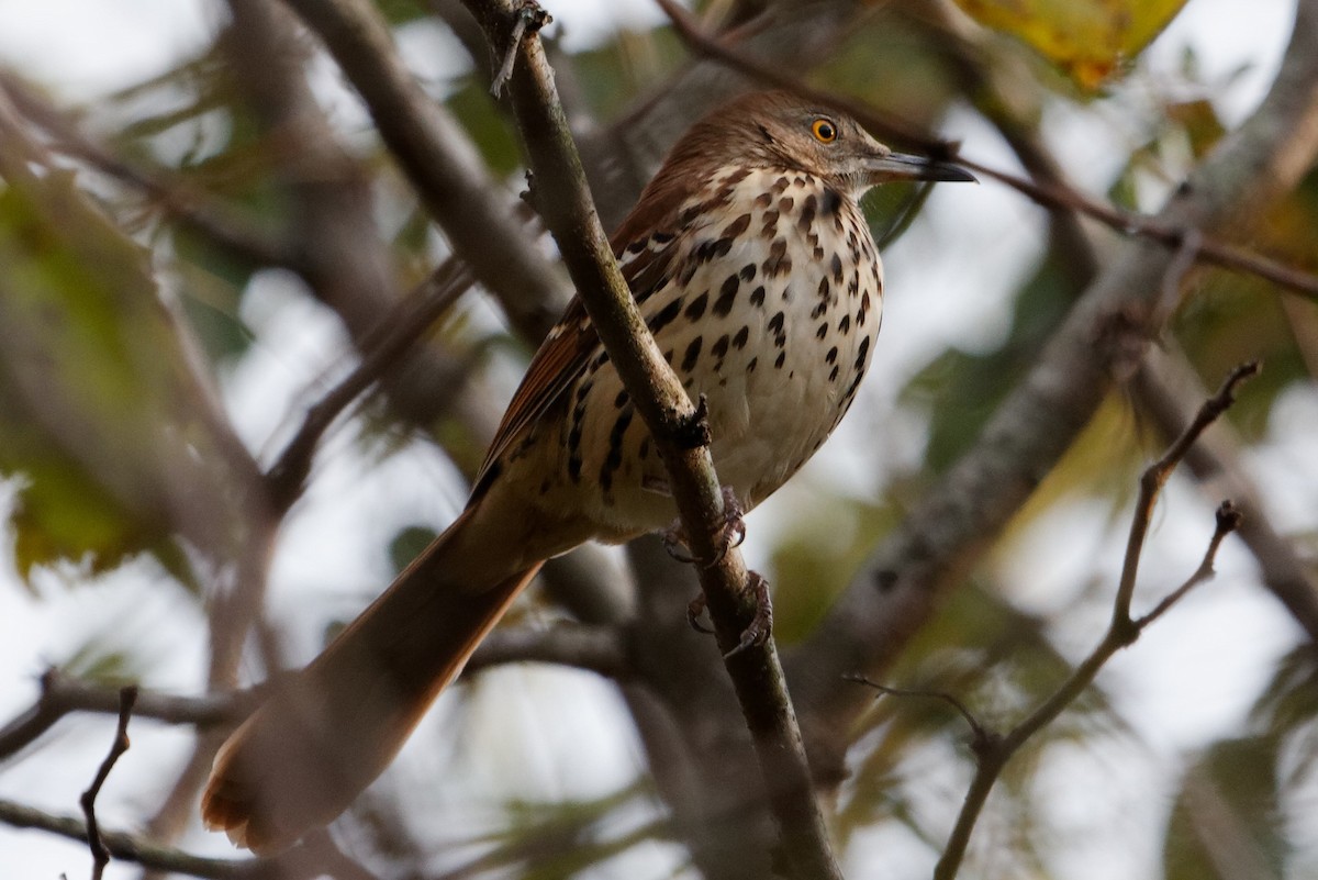 Brown Thrasher - ML180787811