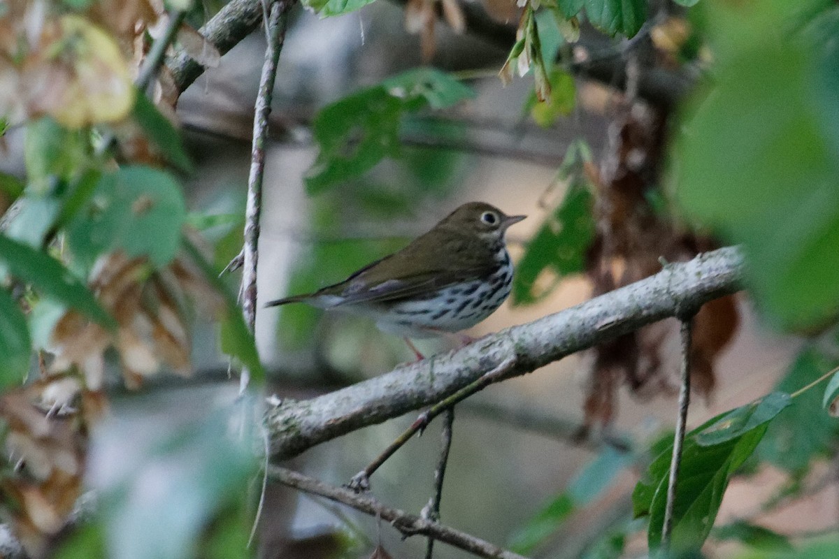 Ovenbird - ML180787851