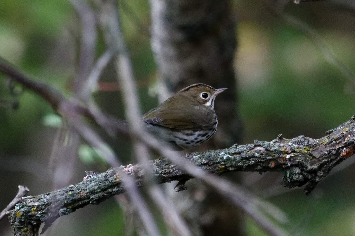 Ovenbird - ML180787861