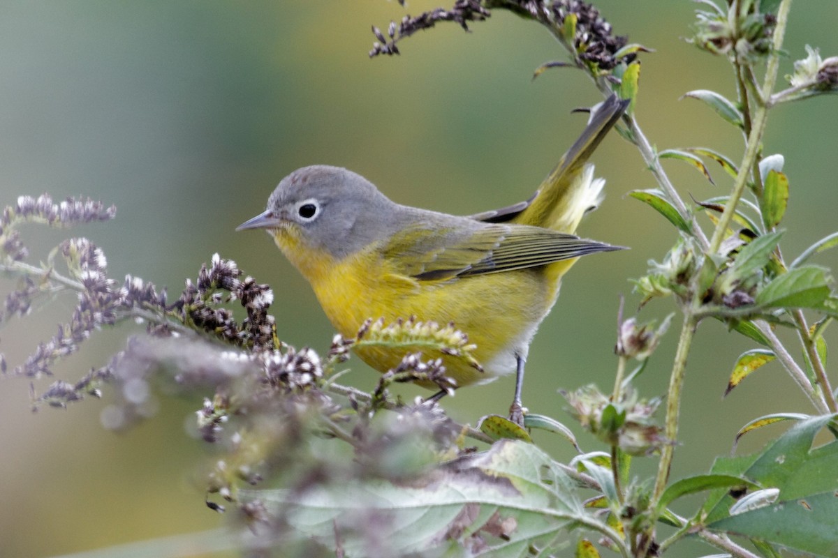 Nashville Warbler - ML180787921
