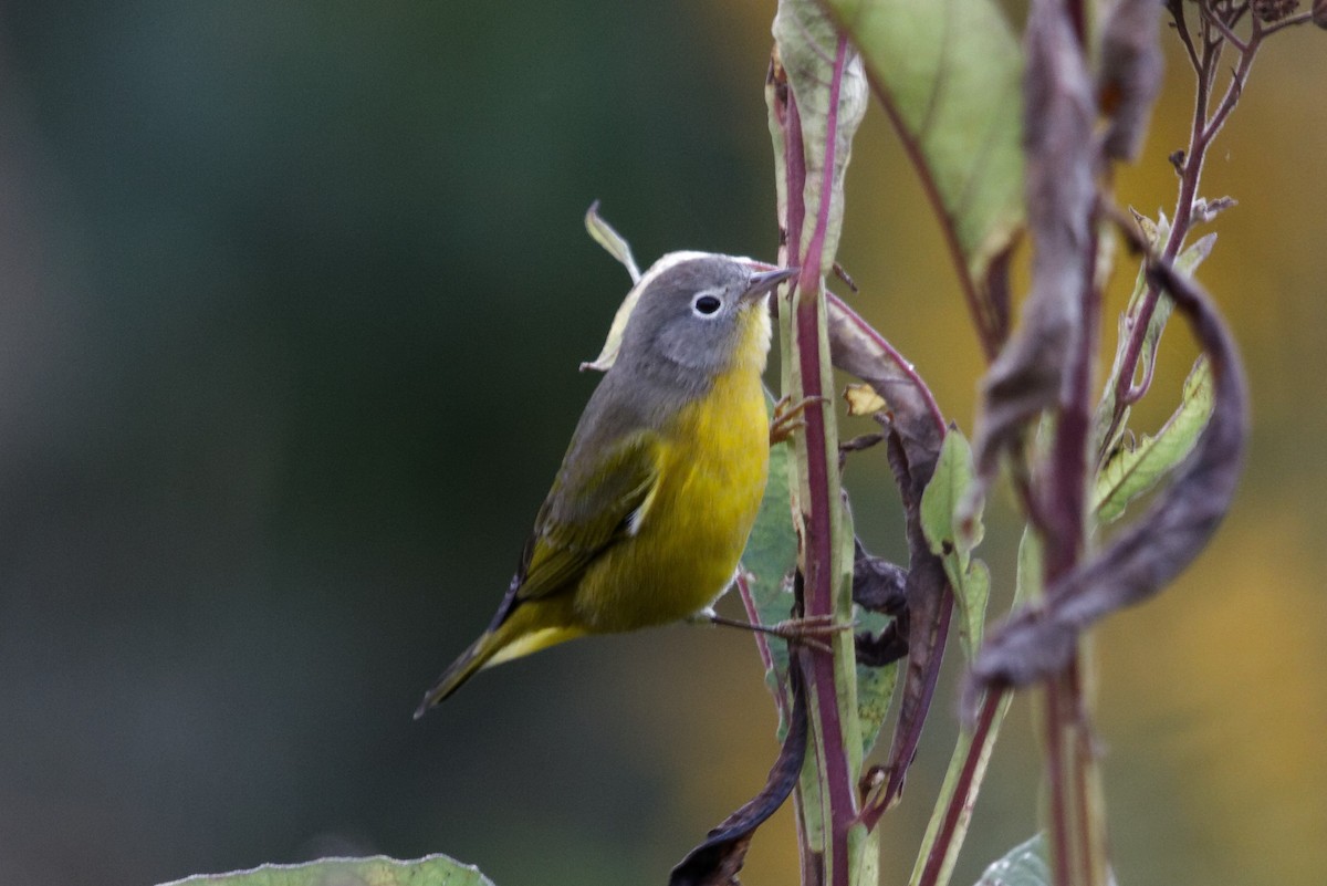 Nashville Warbler - ML180787931