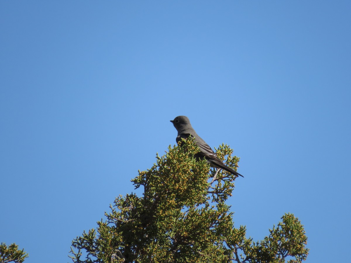 Townsend's Solitaire - ML180787981