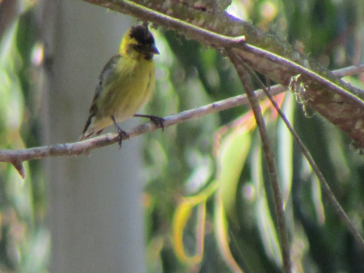 Black-chinned Siskin - ML180789391