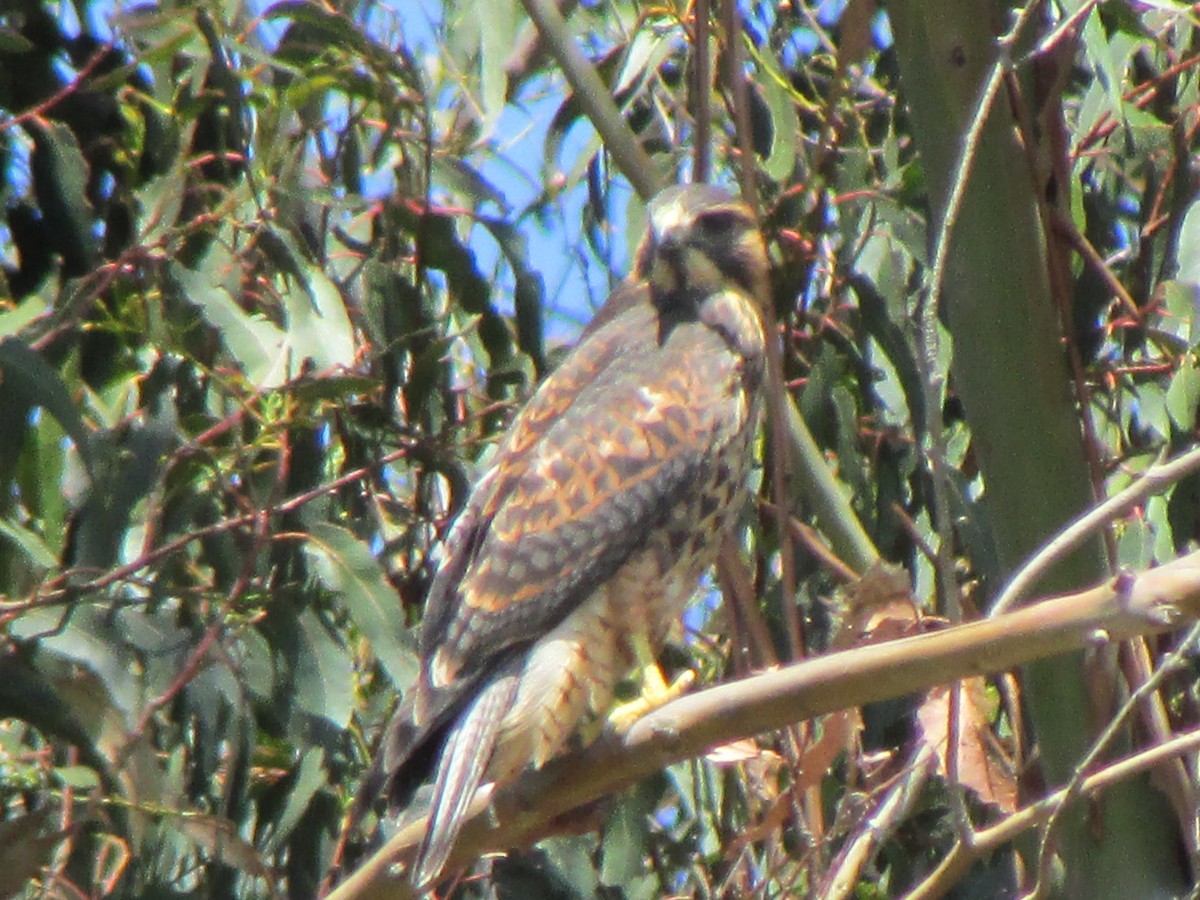 Harris's Hawk - ML180789621