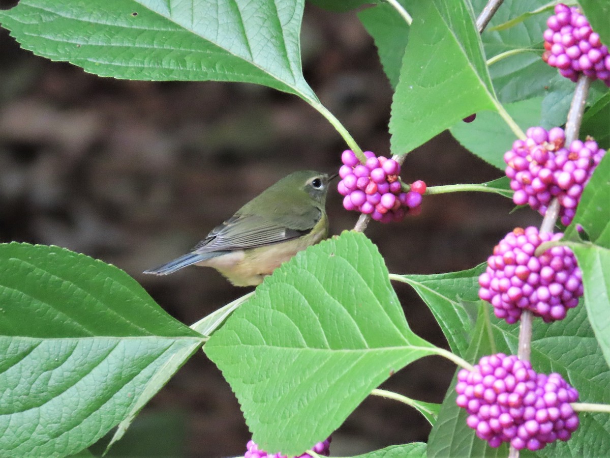 Black-throated Blue Warbler - ML180789951