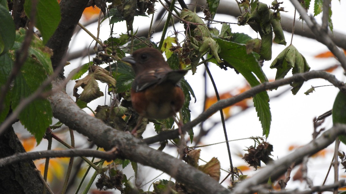 Eastern Towhee - ML180792771