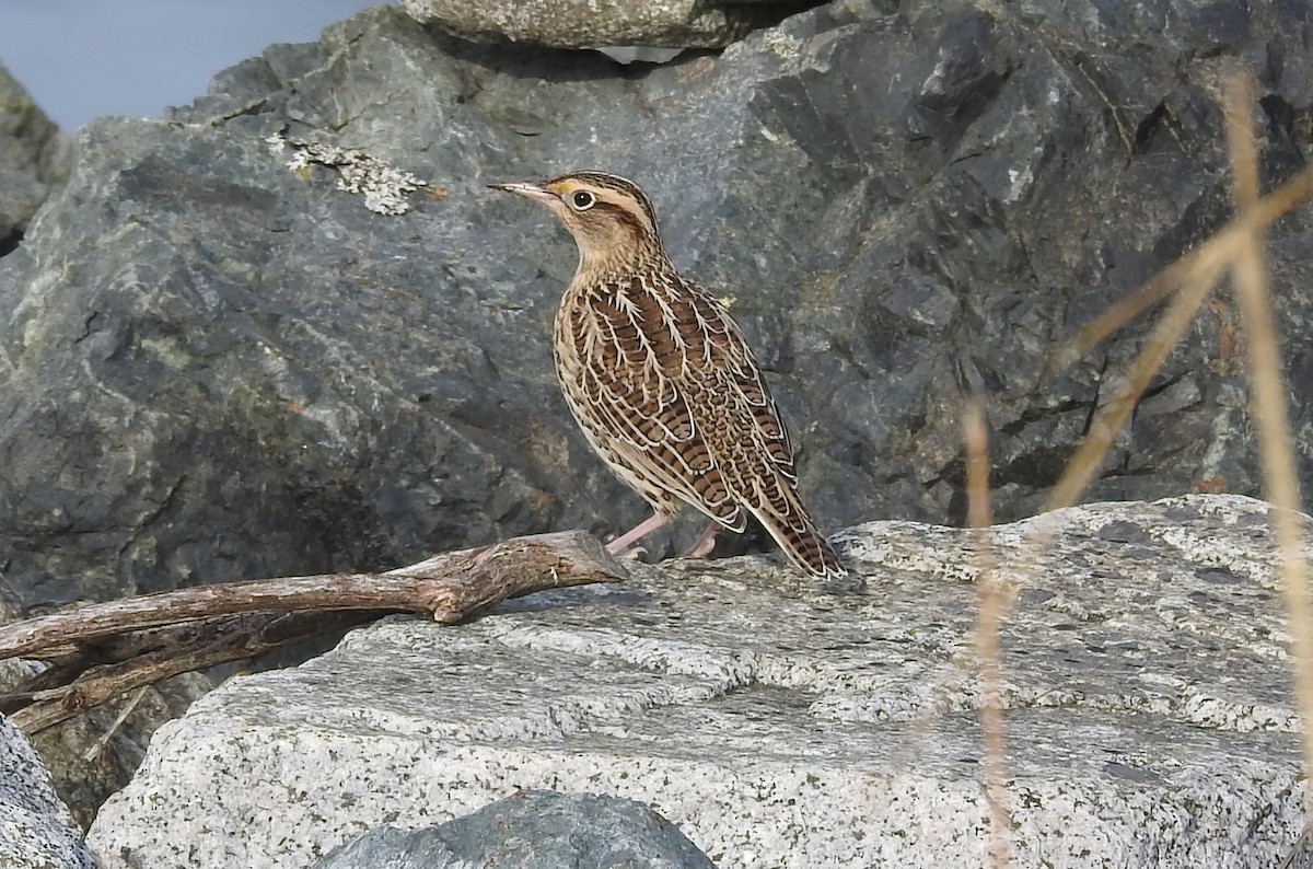 Western Meadowlark - ML180793031