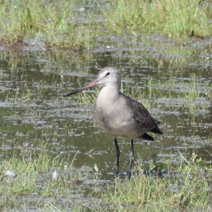Hudsonian Godwit - Andrew Rapp