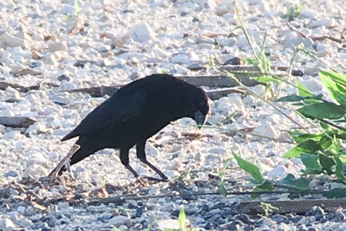 Bronzed Cowbird - ML180796291