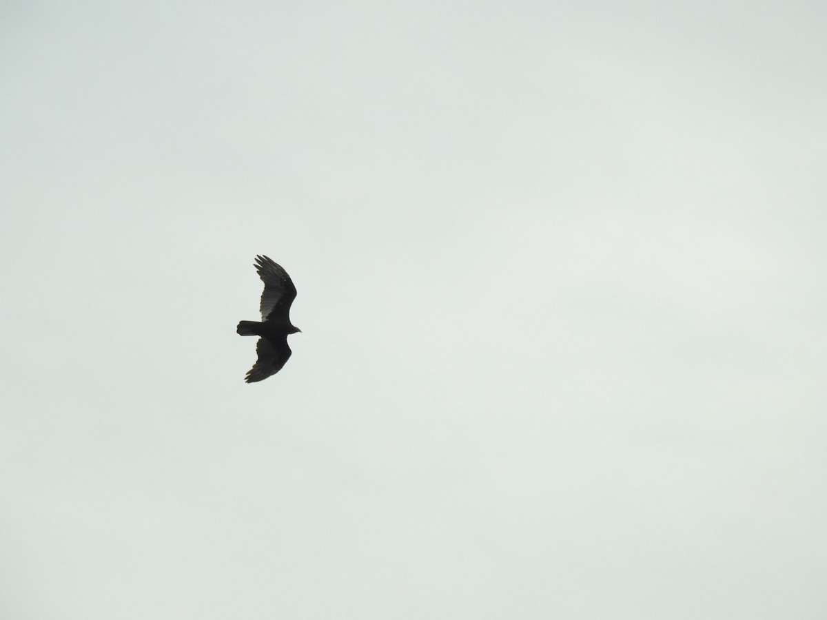 Turkey Vulture - ML180796591