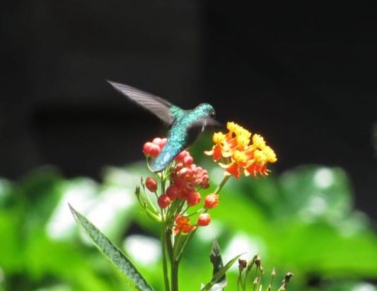 Emerald-chinned Hummingbird - ML180796871