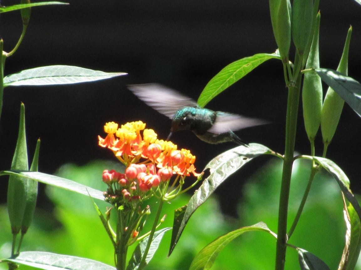 Emerald-chinned Hummingbird - ML180796891