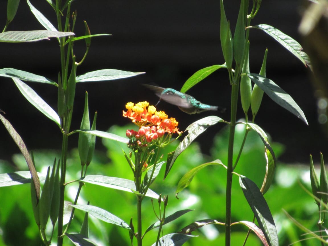 Emerald-chinned Hummingbird - ML180796901
