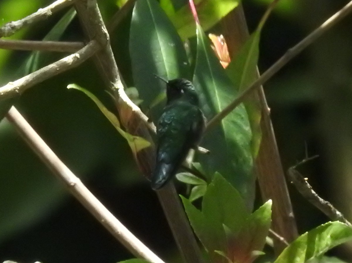 Emerald-chinned Hummingbird - ML180797061