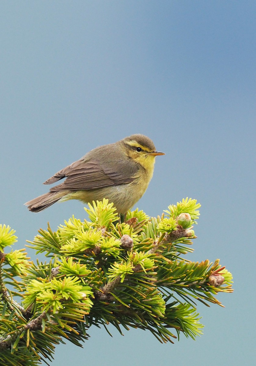 Вівчарик гімалайський (підвид affinis/perflavus) - ML180798381