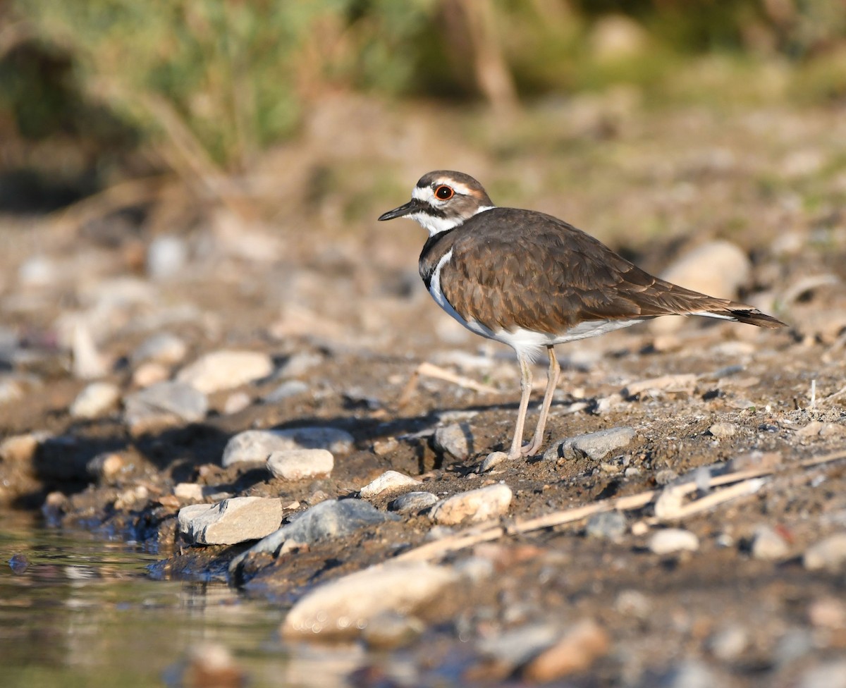 Killdeer - ML180800261