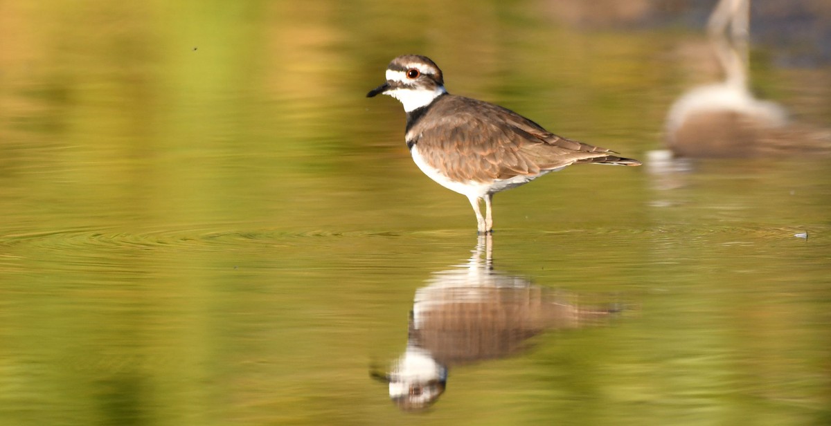 Killdeer - ML180800271