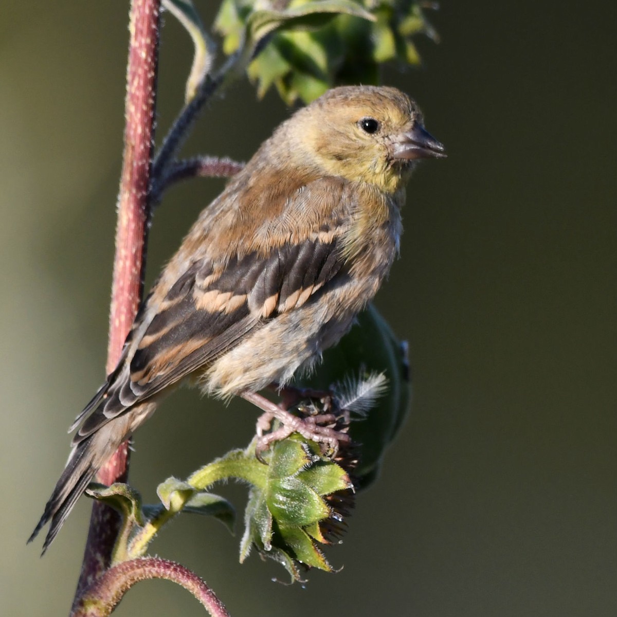 American Goldfinch - ML180800421