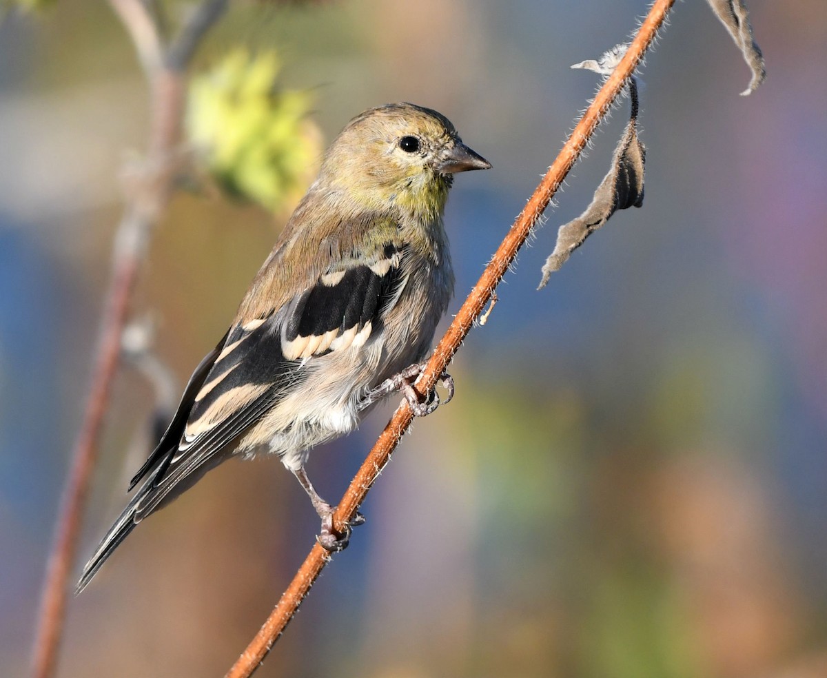 American Goldfinch - ML180800451