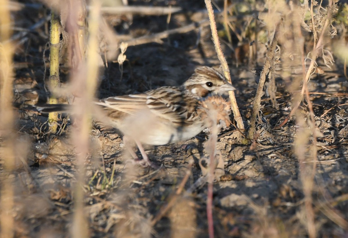 Lark Sparrow - ML180800671