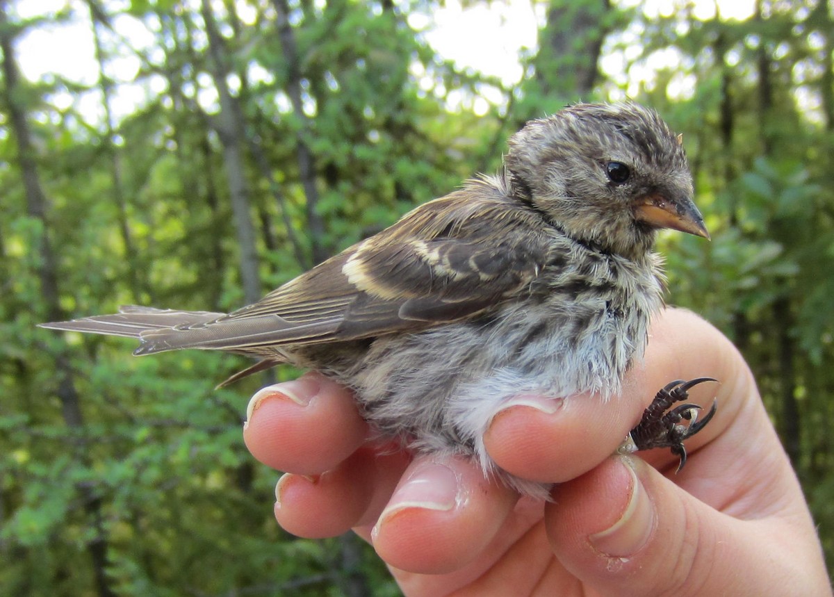 Common Redpoll - ML180801191