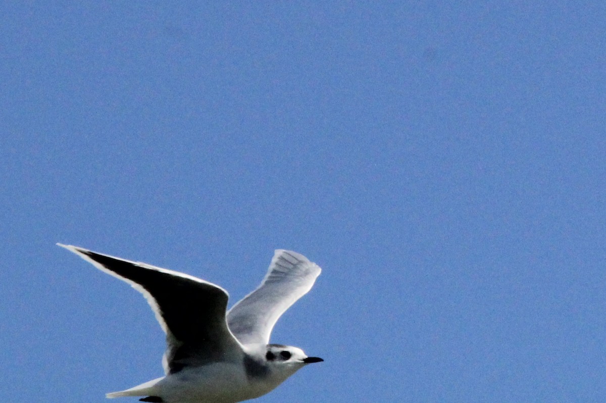 Little Gull - ML180803011