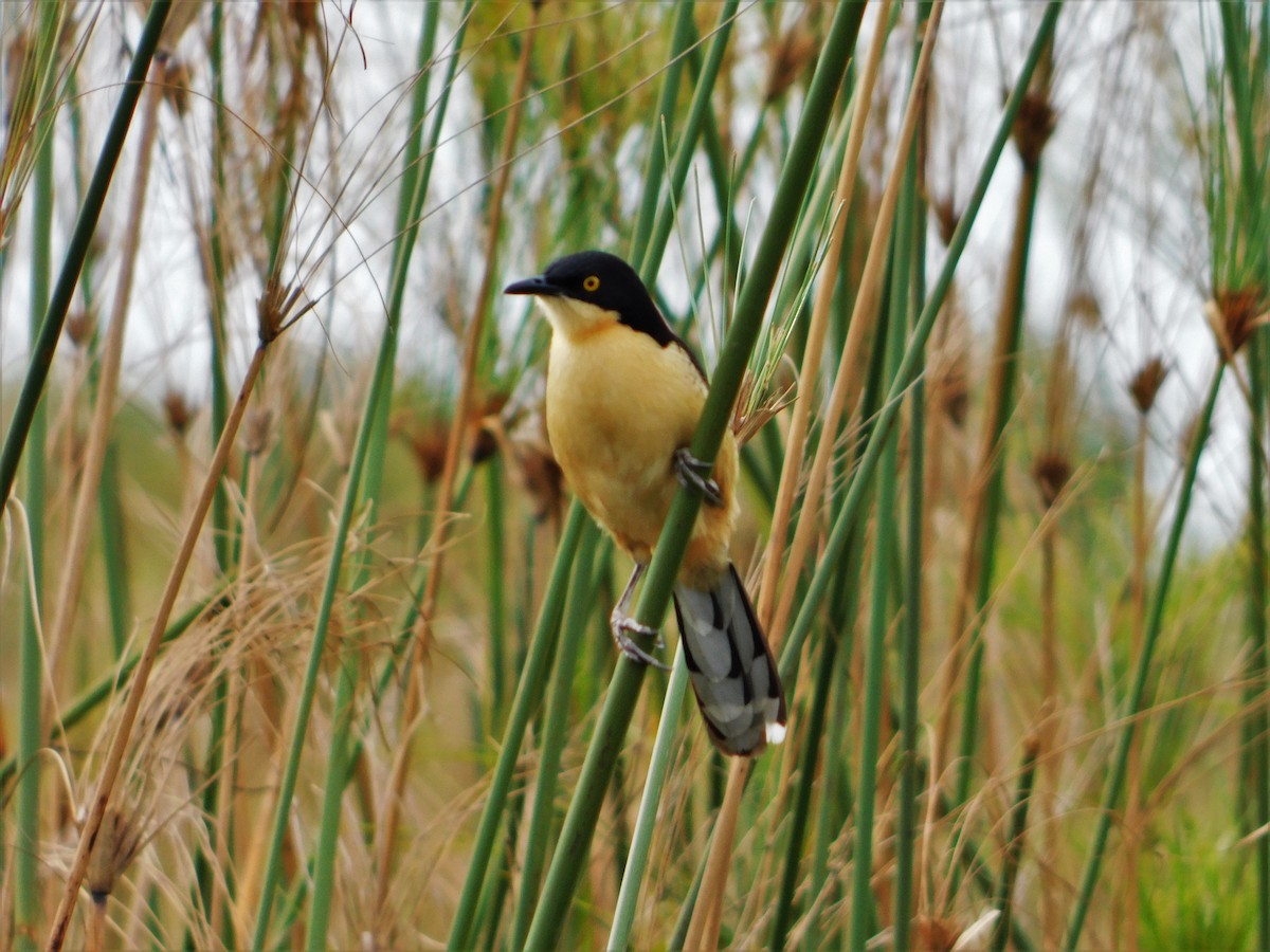 Black-capped Donacobius - ML180805741