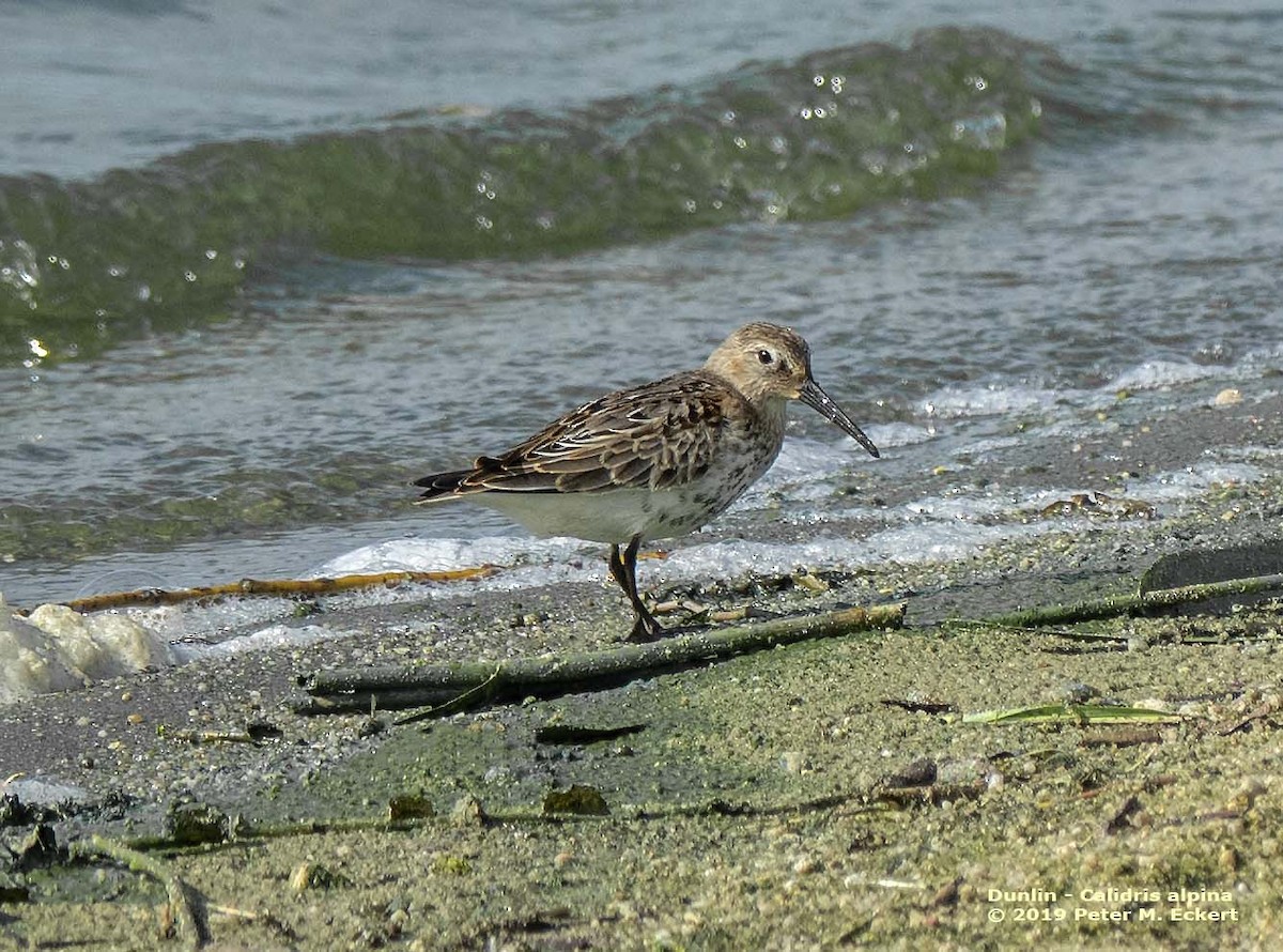 Bécasseau variable - ML180809751