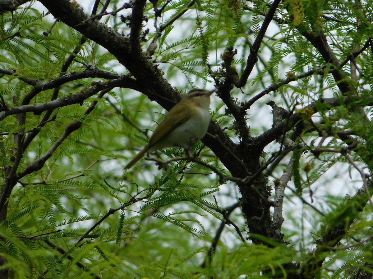 brunøyevireo - ML180810091