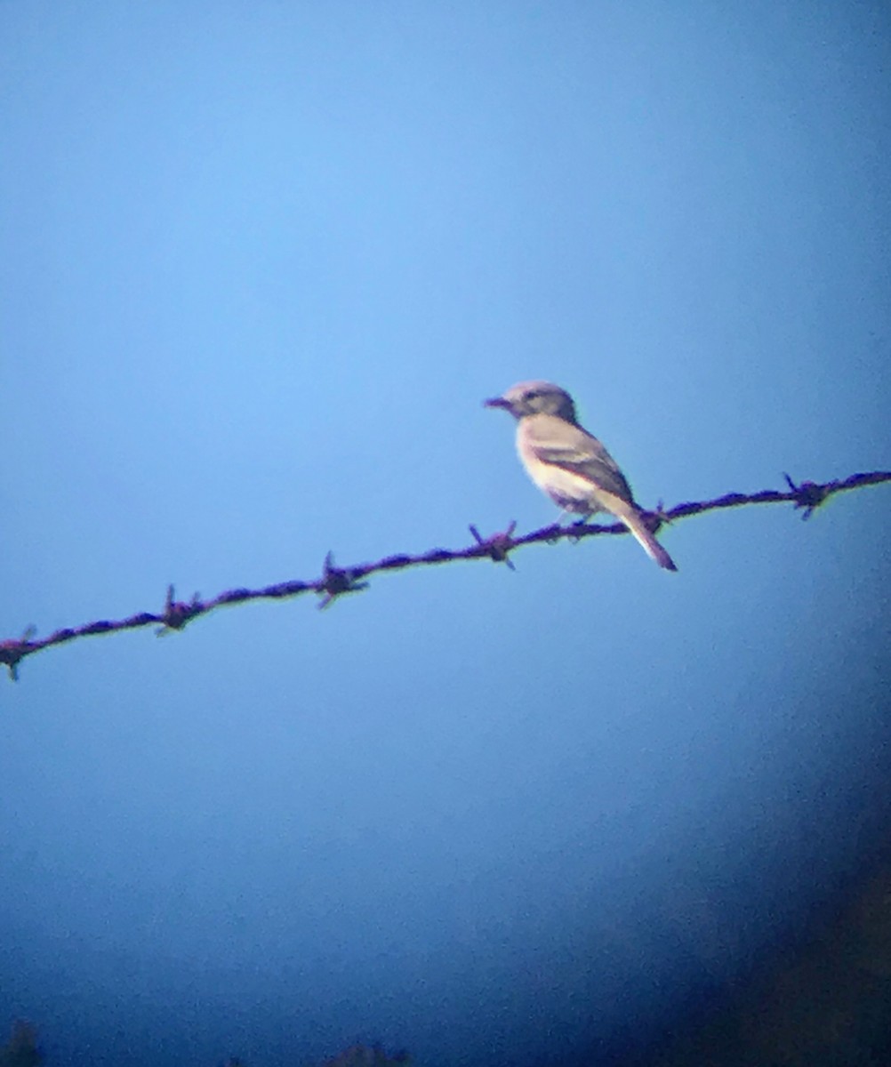 Gray Flycatcher - ML180811631