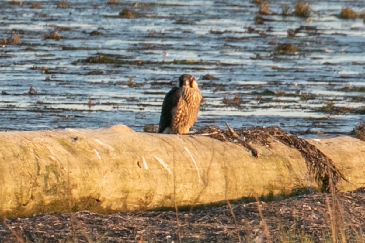 Peregrine Falcon - ML180811851