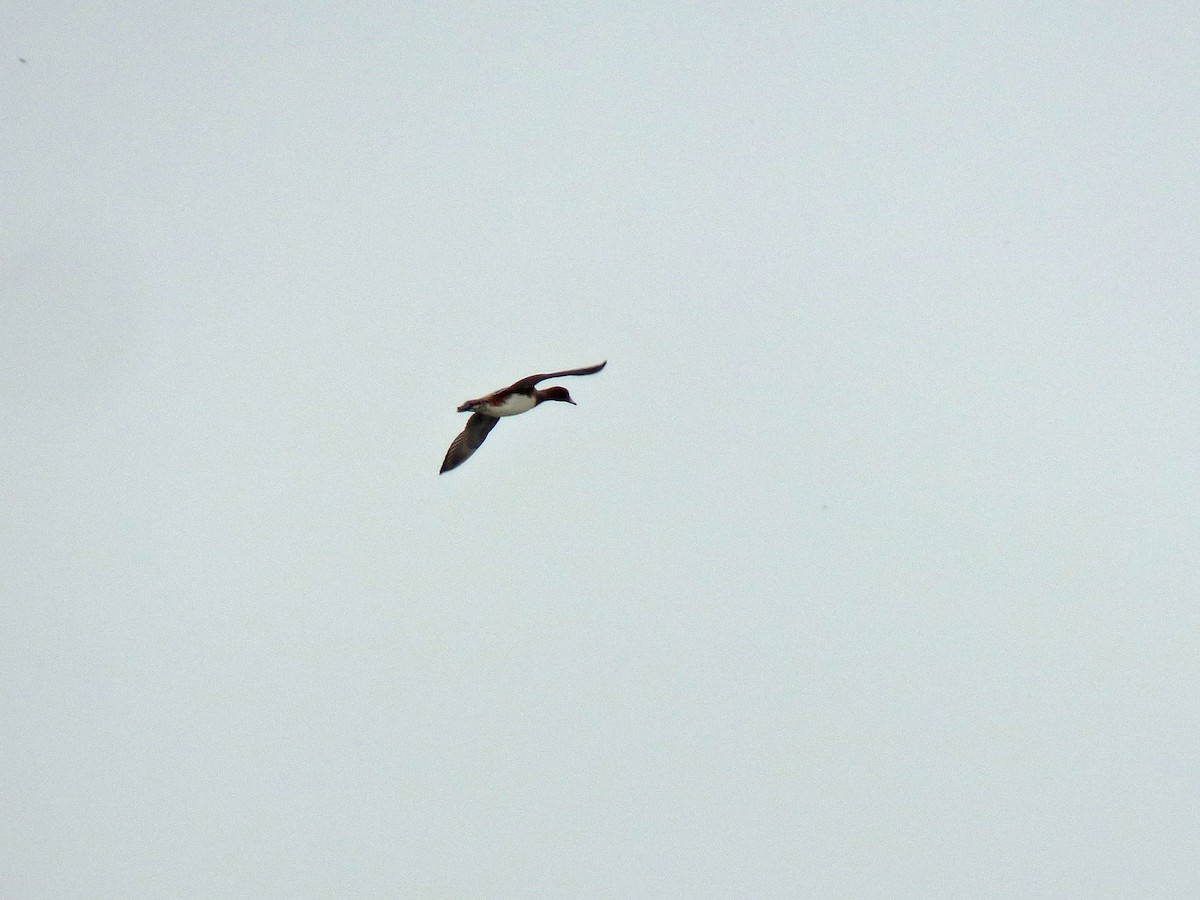 Eurasian Wigeon - ML180812371