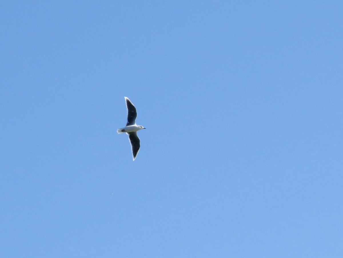 Little Gull - Chris Anderson