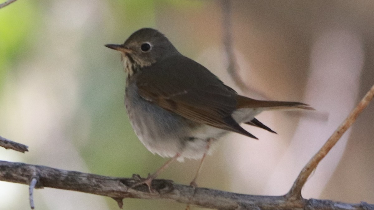 Hermit Thrush - ML180814611